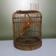 Cage à oiseaux en bois vintage avec son perroquet