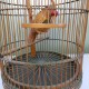 Cage à oiseaux en bois vintage avec son perroquet