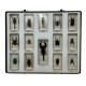 Lot de 14 insectes resine inclusion collection