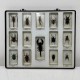 Lot de 14 insectes resine inclusion collection