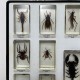 Lot de 14 insectes resine inclusion collection