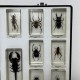 Lot de 14 insectes resine inclusion collection