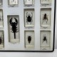 Lot de 14 insectes resine inclusion collection