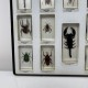 Lot de 14 insectes resine inclusion collection